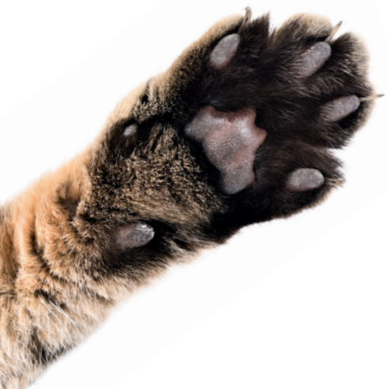 kattenklauwen © iStock