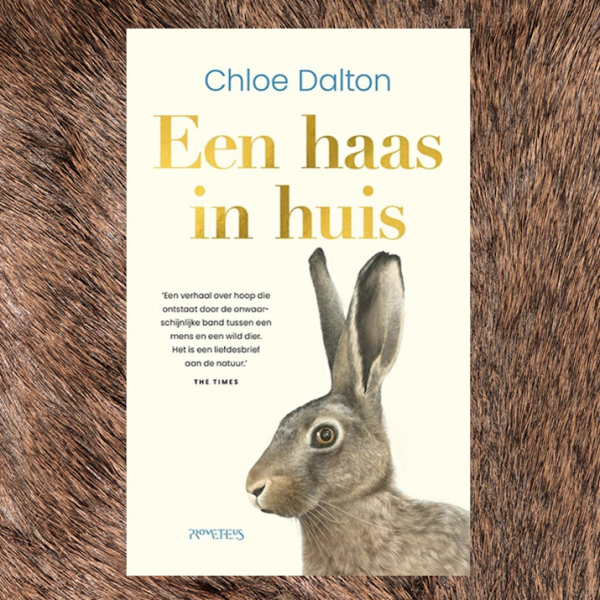 Een haas in huis